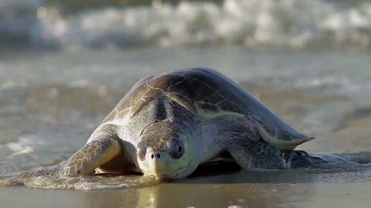 Photo of Others in Melbourne Beach