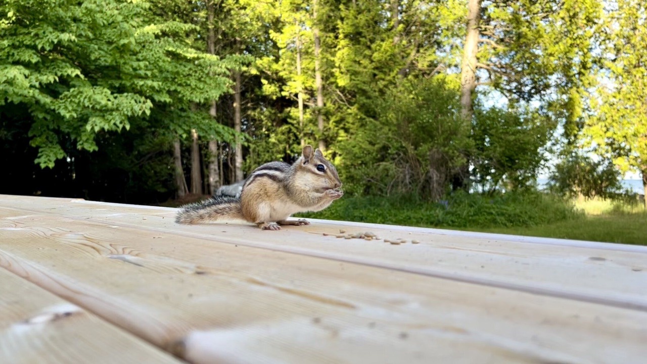 Photo of Others in Northern Bruce Peninsula