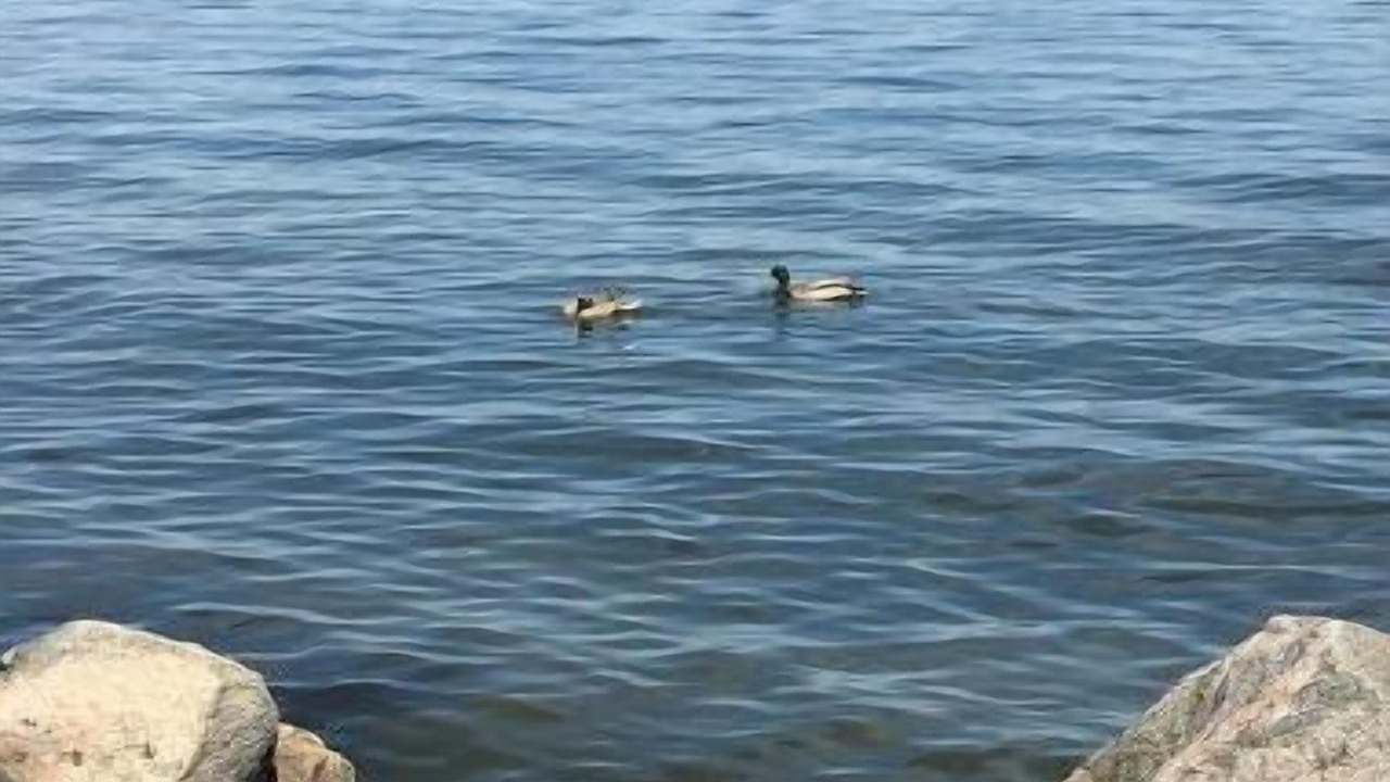 Photo of Others in Innisfil