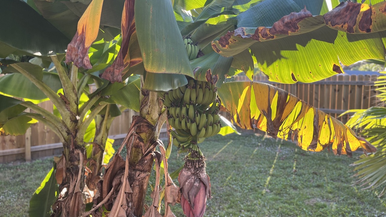 Photo of Outdoor in Palm Bay