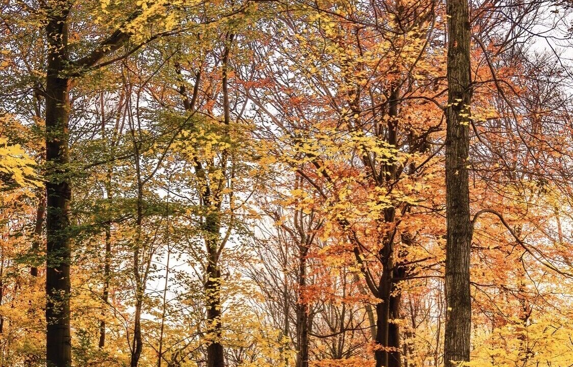 Photo of Outdoor in Cherry Valley