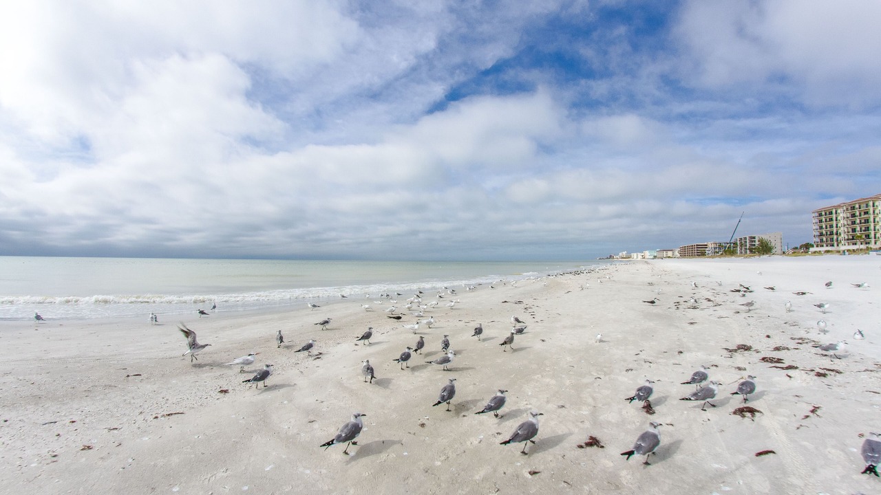 Photo of Others in St. Petersburg - Clearwater