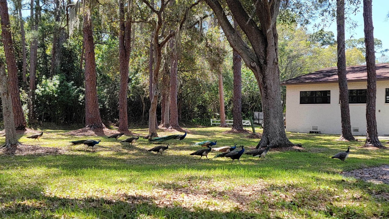 Photo of Others in Seminole