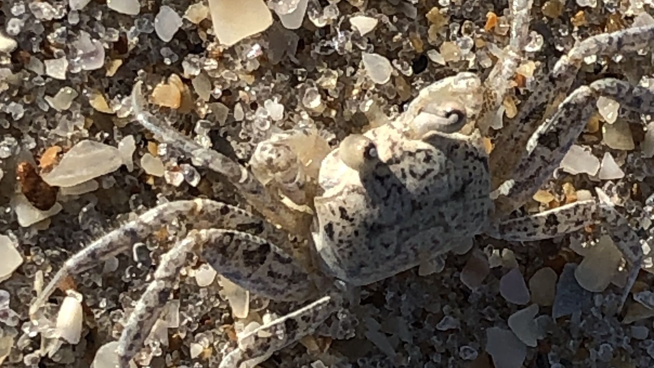 Photo of Others in Melbourne Beach