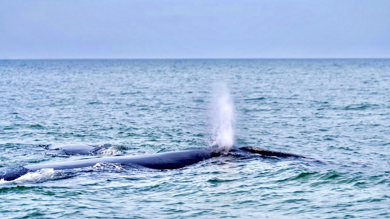 Photo of Others in Melbourne Beach
