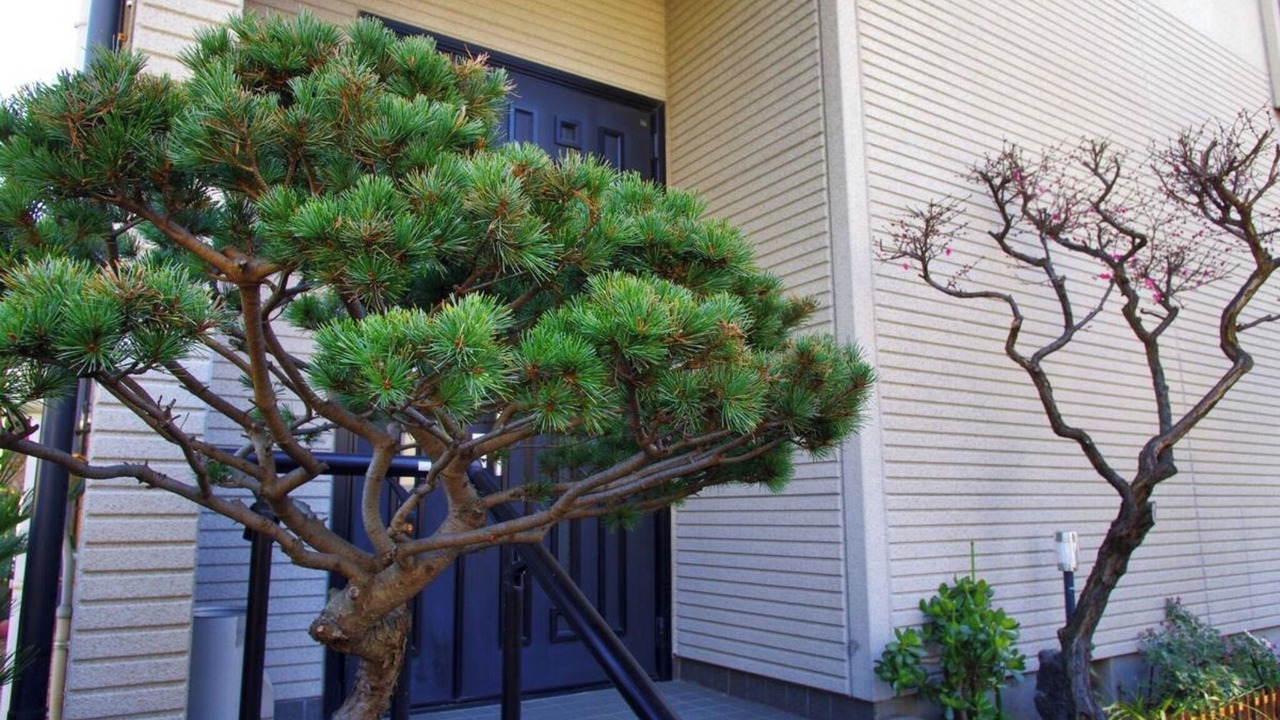 Photo of Outdoor in Adachi