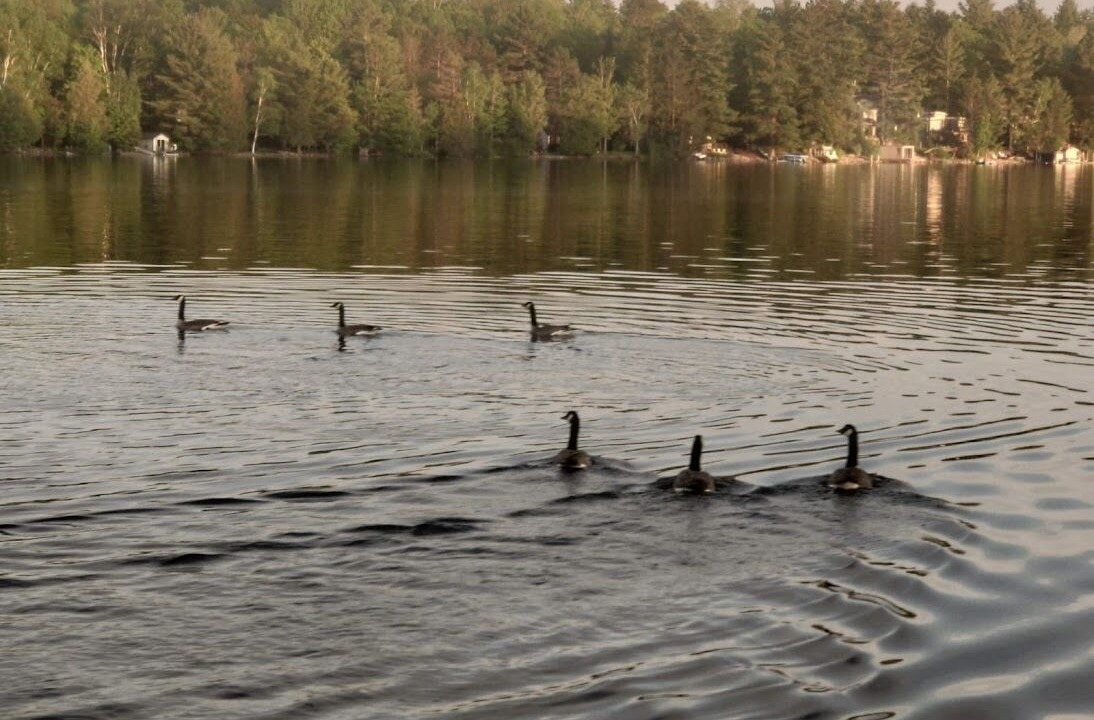 Photo of Outdoor in Algonquin Highlands