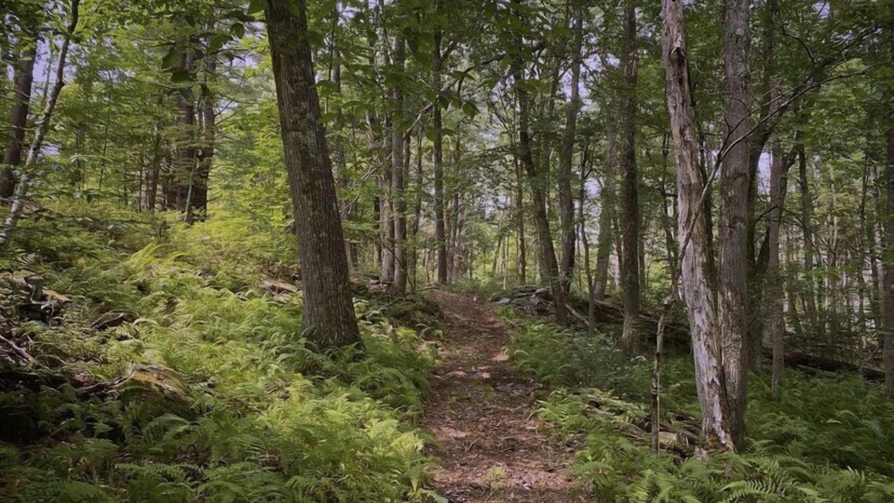 Photo of Outdoor in Narrowsburg