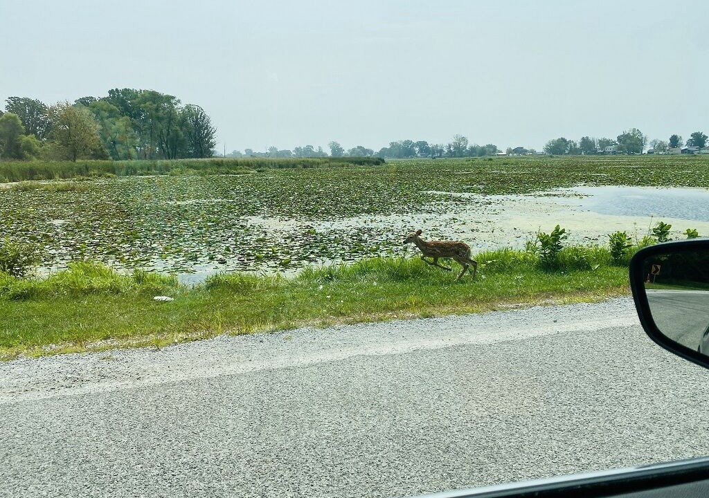 Photo of Others in Amherstburg