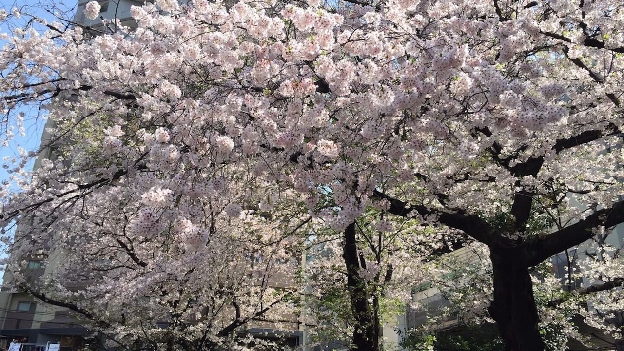 Photo of Outdoor in Higashi