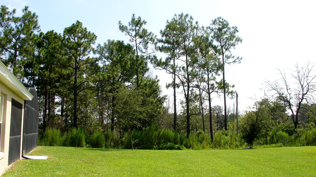 Photo of Outdoor in Orange Tree
