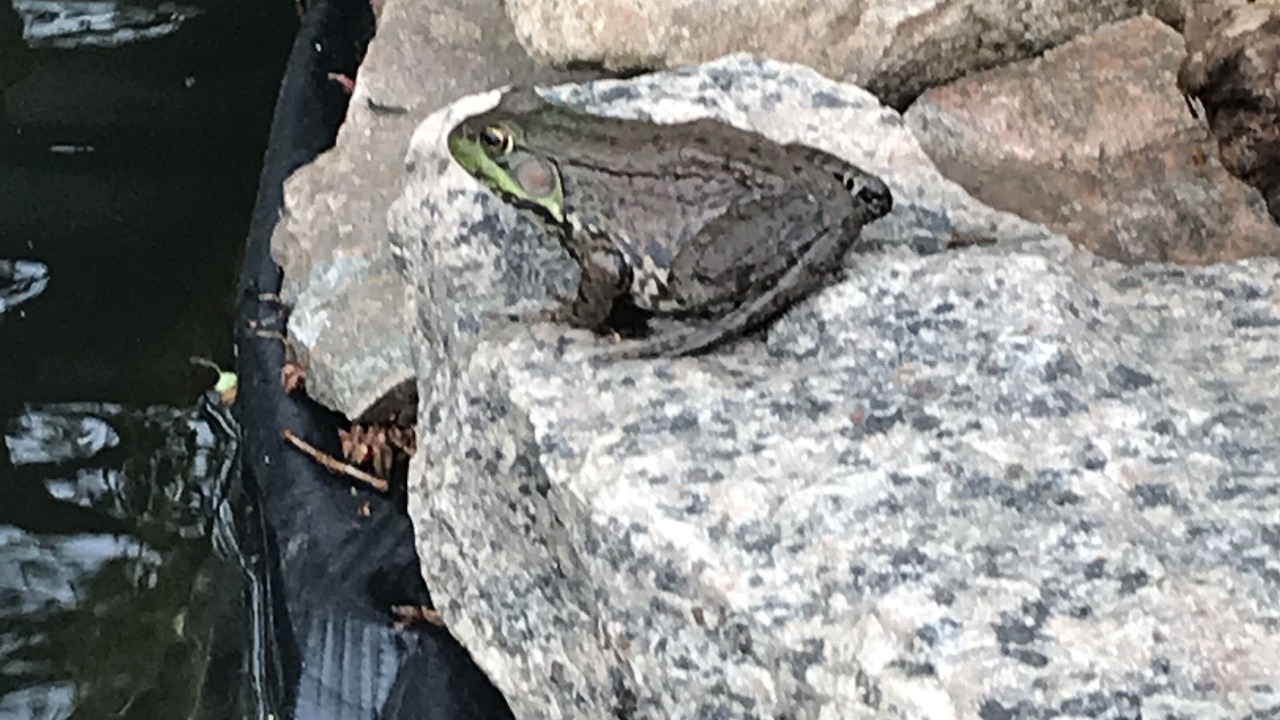 Photo of Others in South River