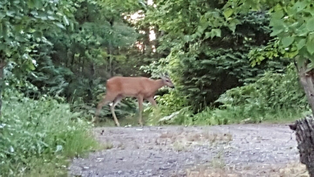 Photo of Others in McKellar