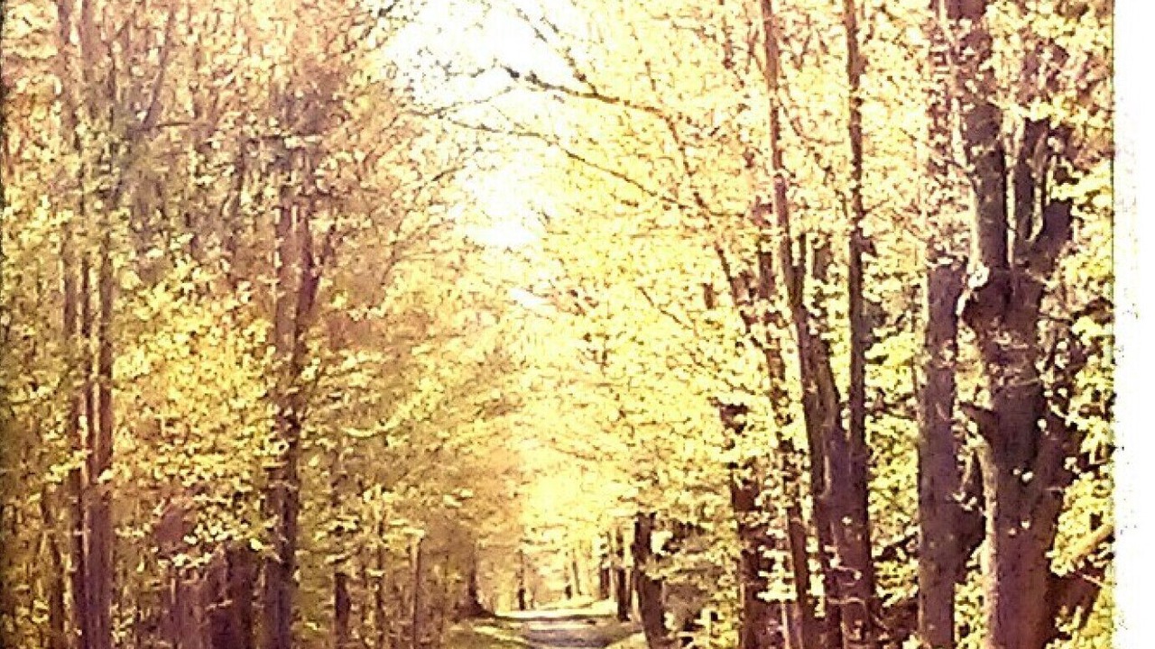 Photo of Outdoor in Howe Island