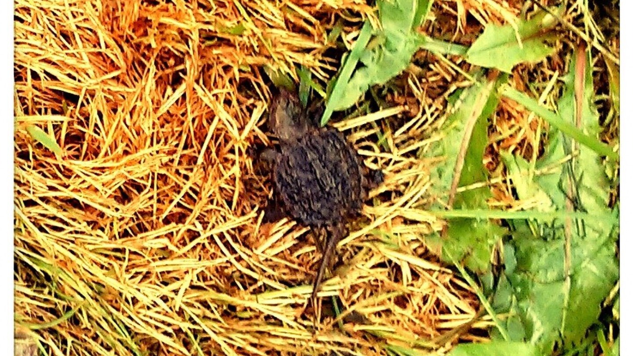 Photo of Others in Howe Island