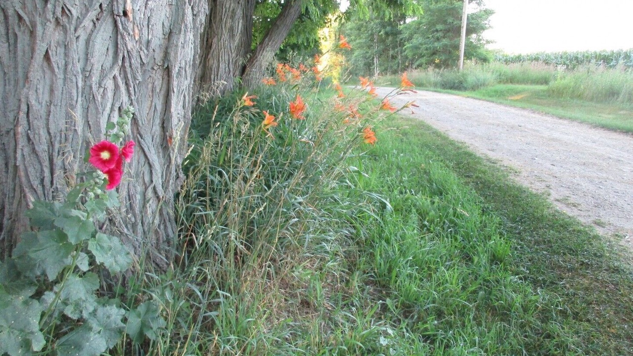 Photo of Others in Oro-Medonte