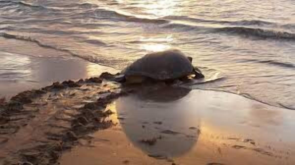 Photo of Others in Melbourne Beach