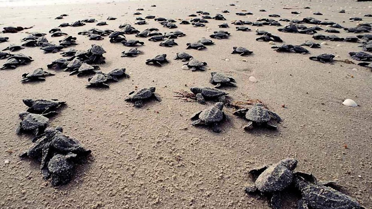 Photo of Others in Melbourne Beach