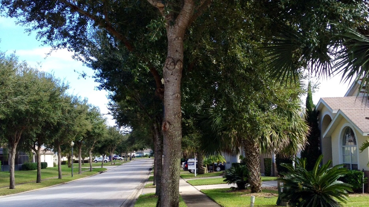 Photo of Others in Orange Tree