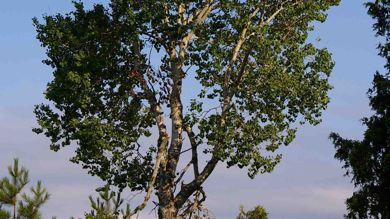Photo of Outdoor in Manitoulin District