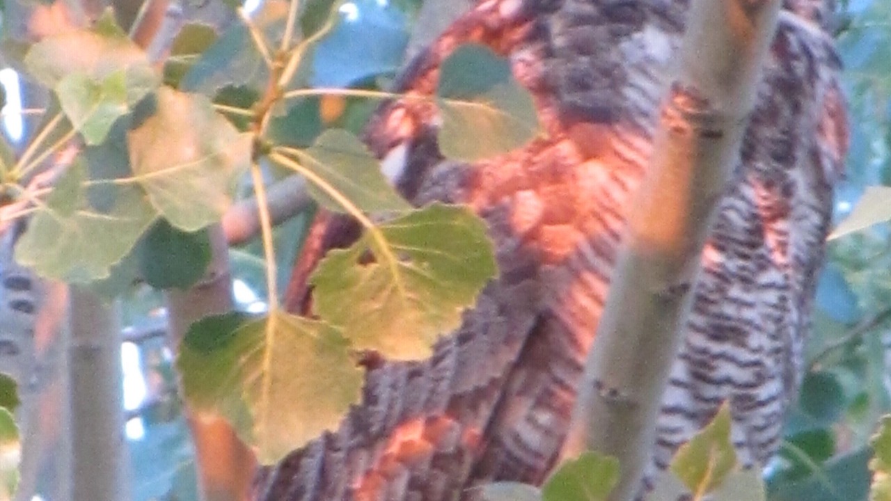 Photo of Others in Pinetop-Lakeside