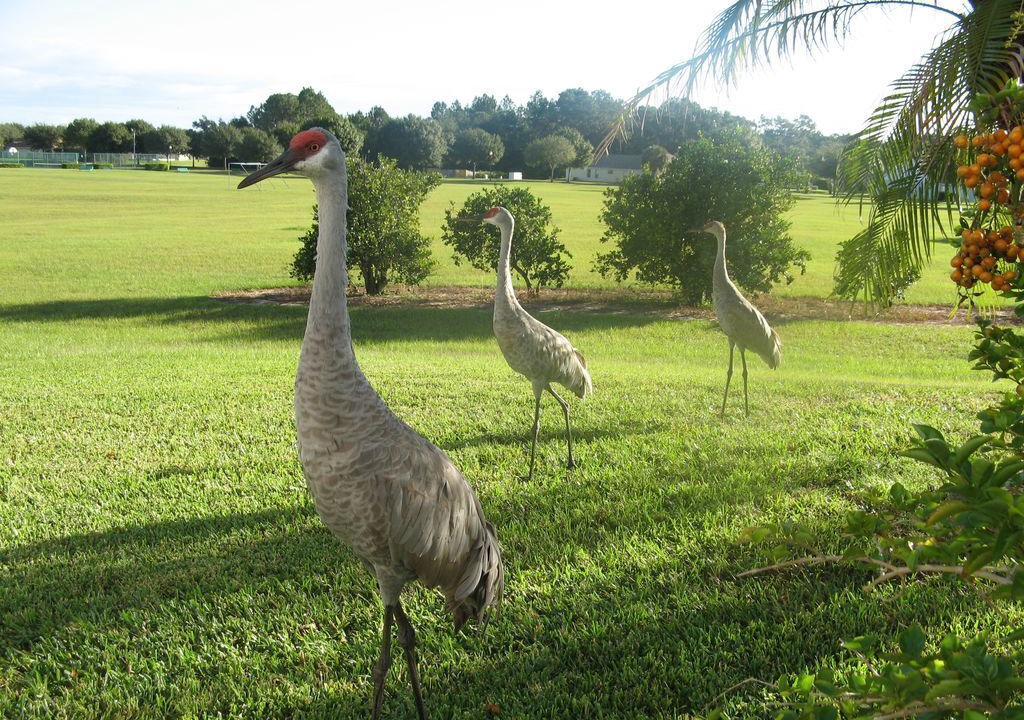 Photo of Others in Orange Tree