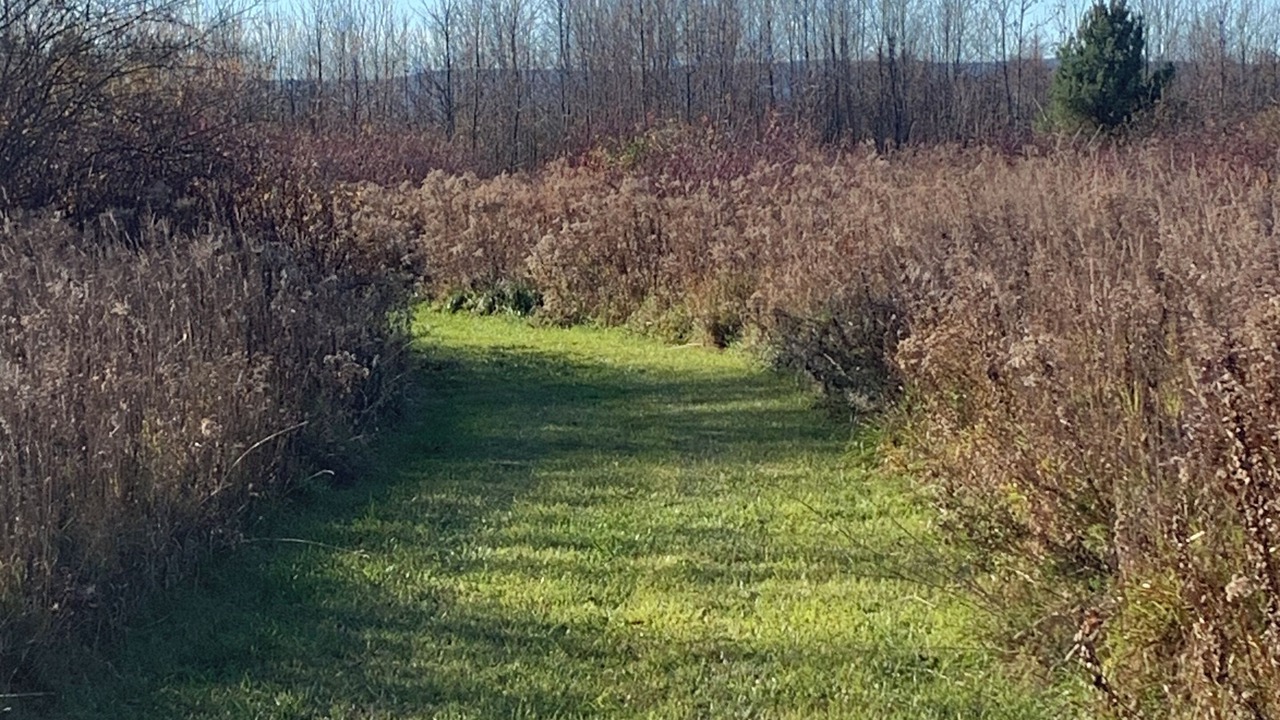 Photo of Others in Clearview