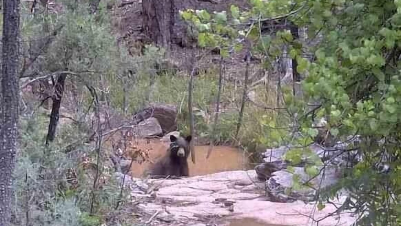 Photo of Others in Payson