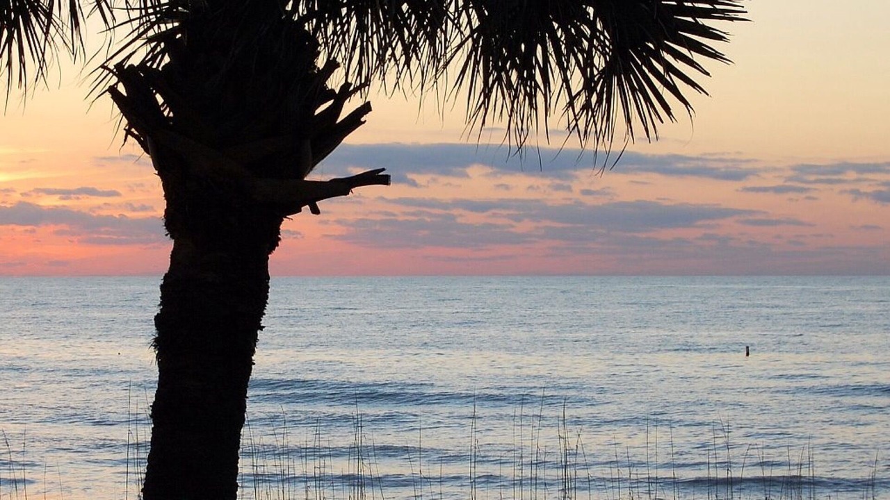 Photo of Others in Indian Rocks Beach