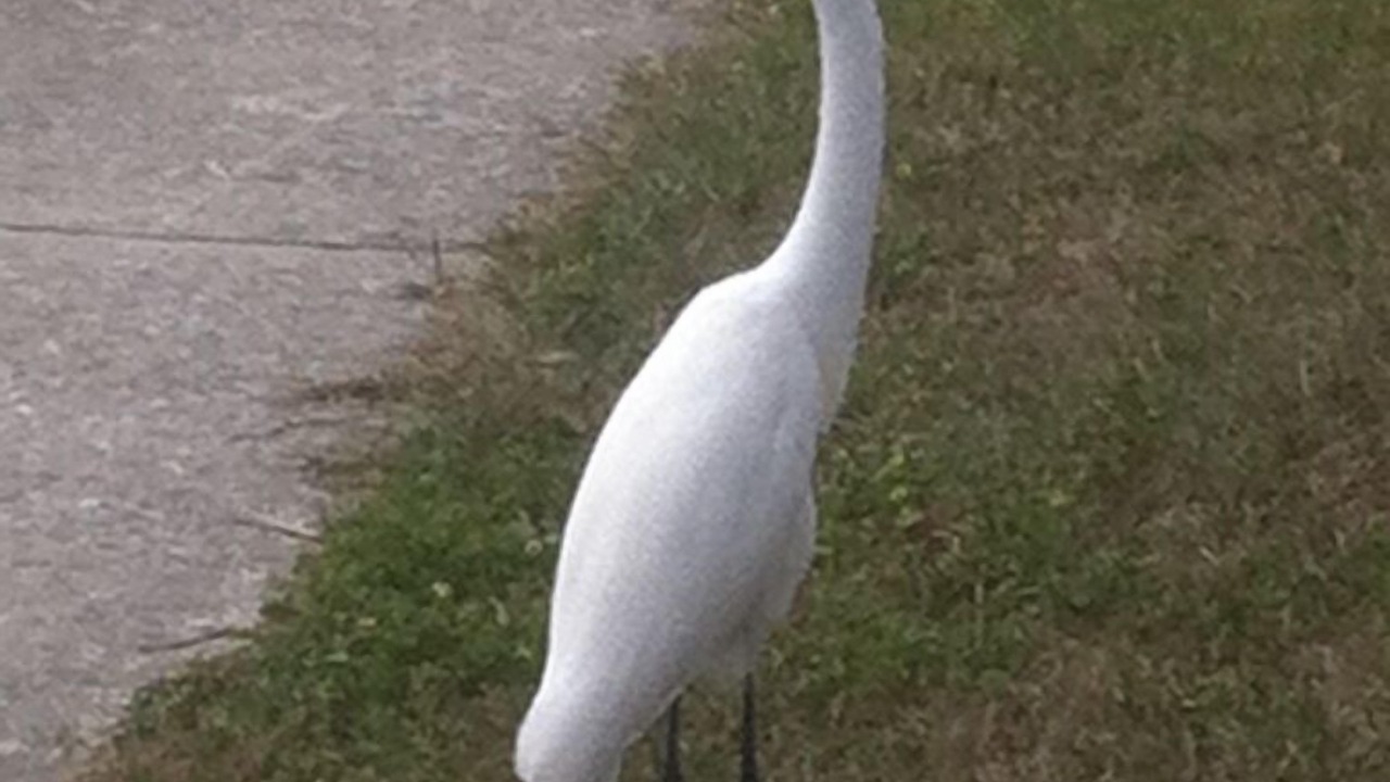 Photo of Others in St. Petersburg - Clearwater