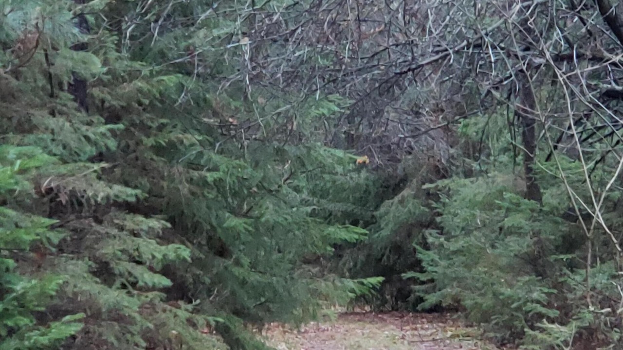 Photo of Outdoor in Adjala-Tosorontio