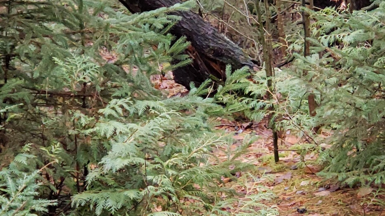 Photo of Outdoor in Adjala-Tosorontio