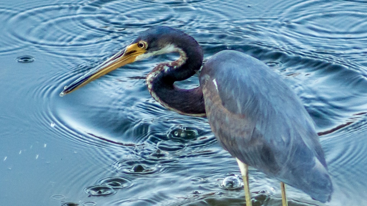 Photo of Others in Bahama Bay