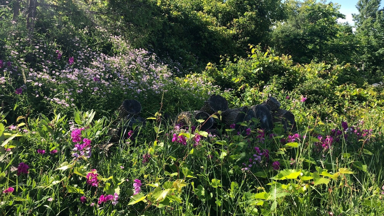 Photo of Outdoor in Dashwood