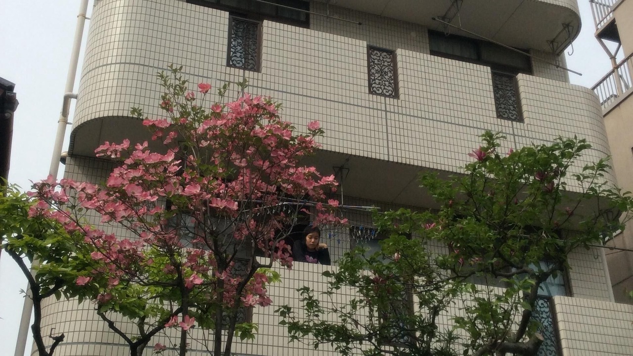 Photo of Others in Adachi