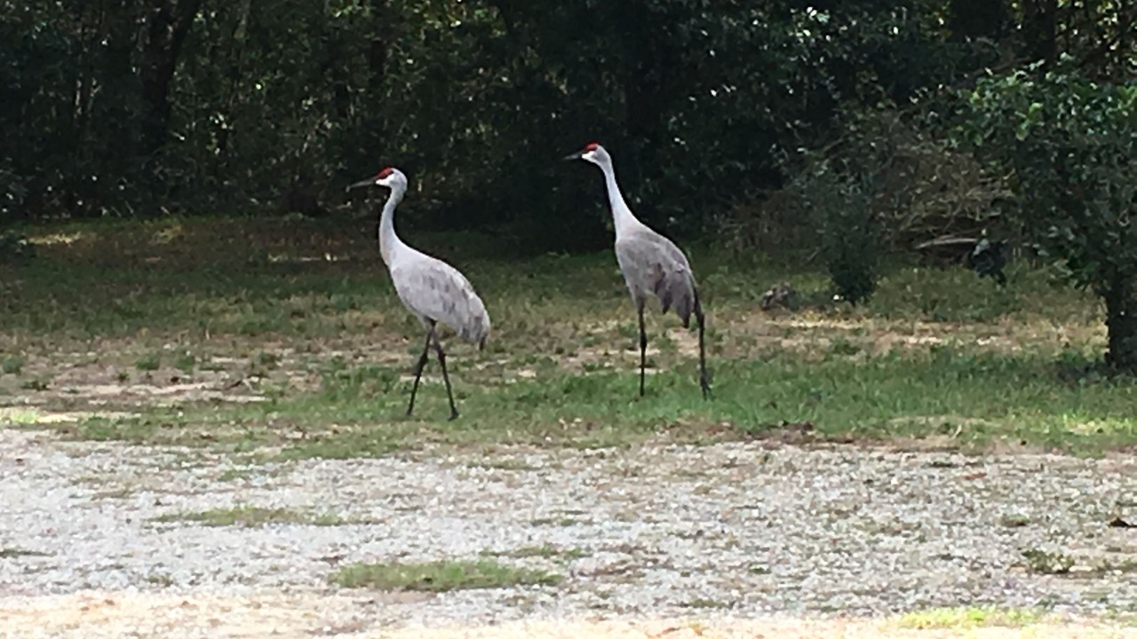 Photo of Others in Lake Wales