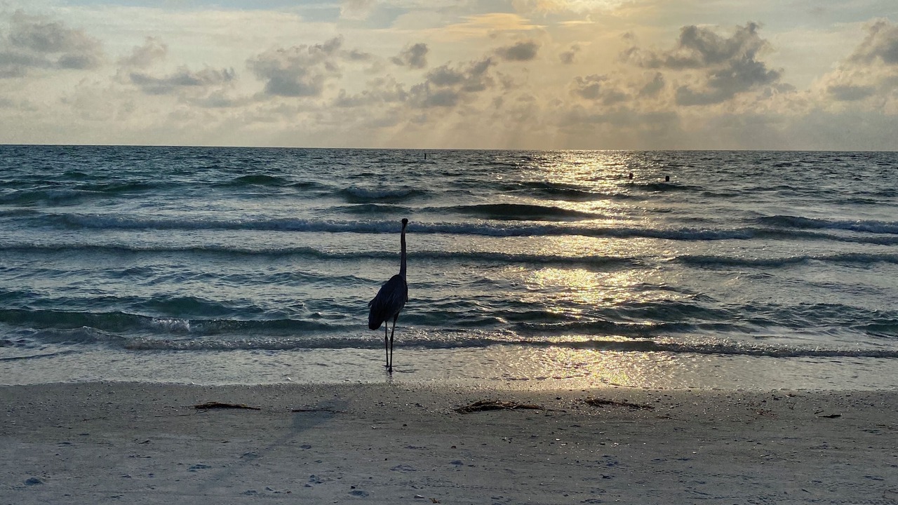 Photo of Others in Clearwater
