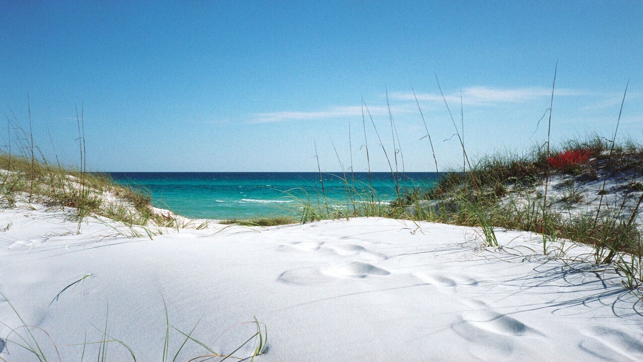 Photo of Others in Indian Rocks Beach