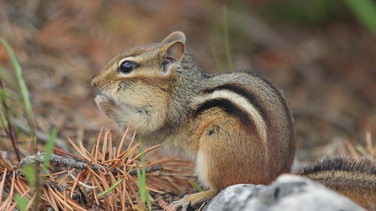 Photo of Others in Northern Bruce Peninsula