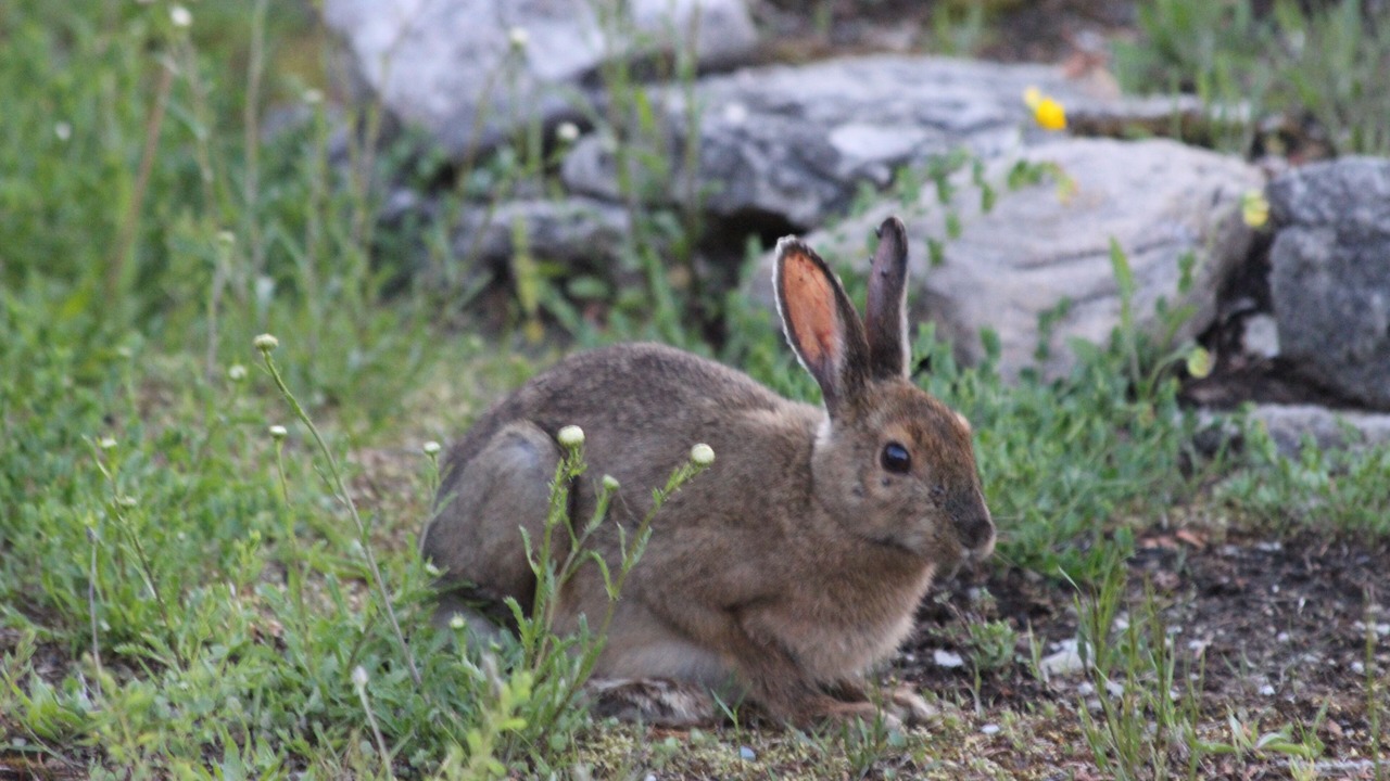 Photo of Others in Northern Bruce Peninsula