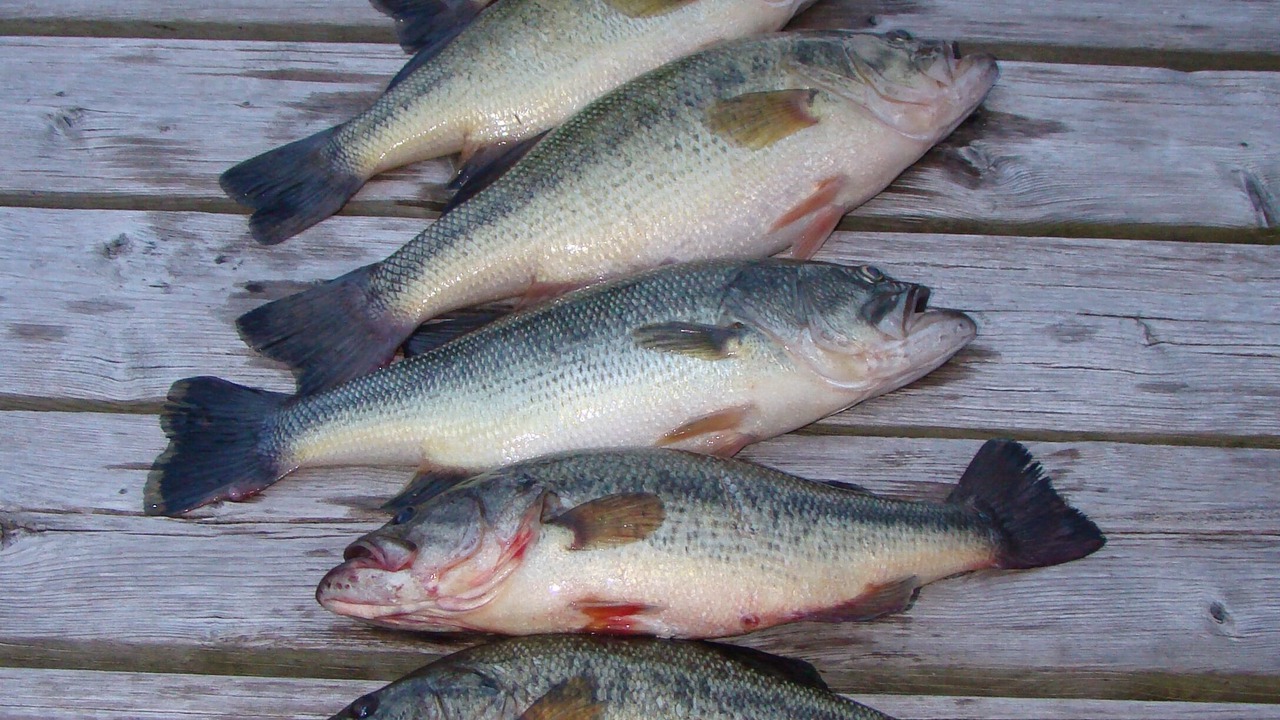Photo of Others in North Port