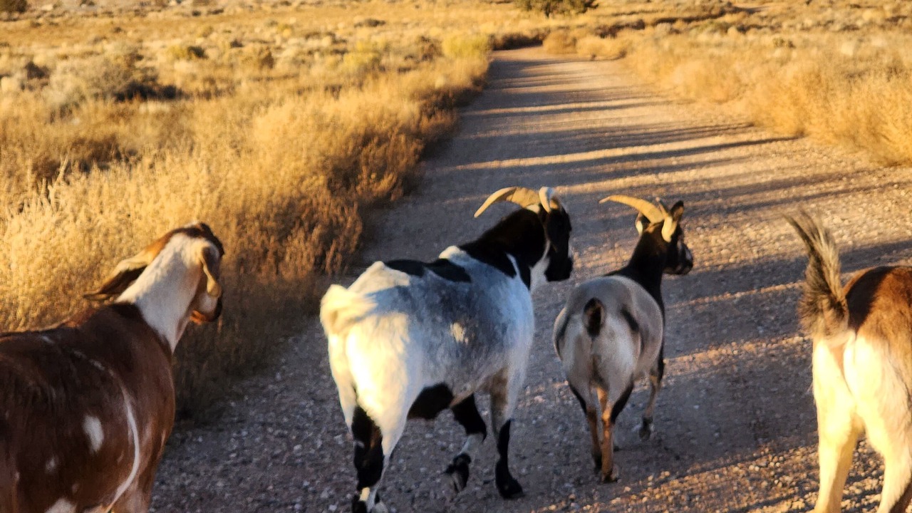 Photo of Others in Kanab