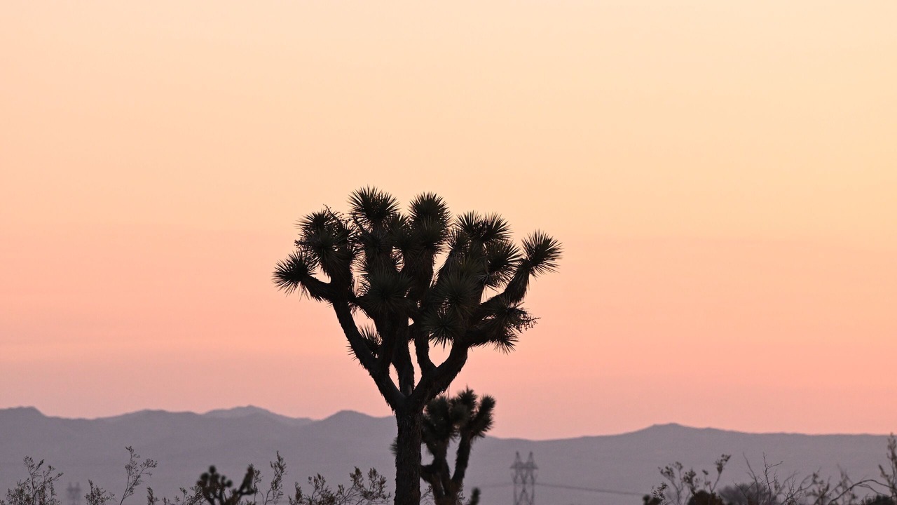 Photo of Others in Mohave Valley