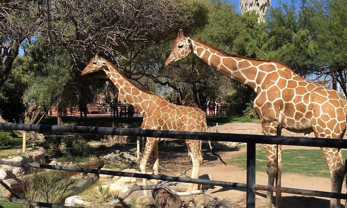 Photo of Others in Tucson