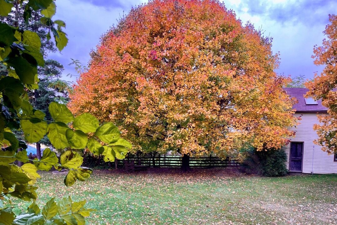 Photo of Outdoor in Shakespeare
