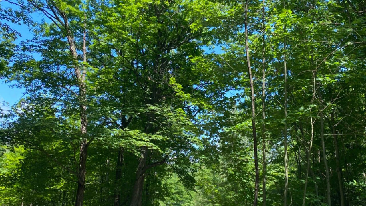 Photo of Outdoor in Gravenhurst