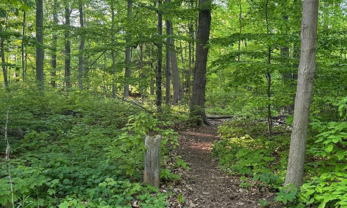 Photo of Others in Clarkson-Lorne Park