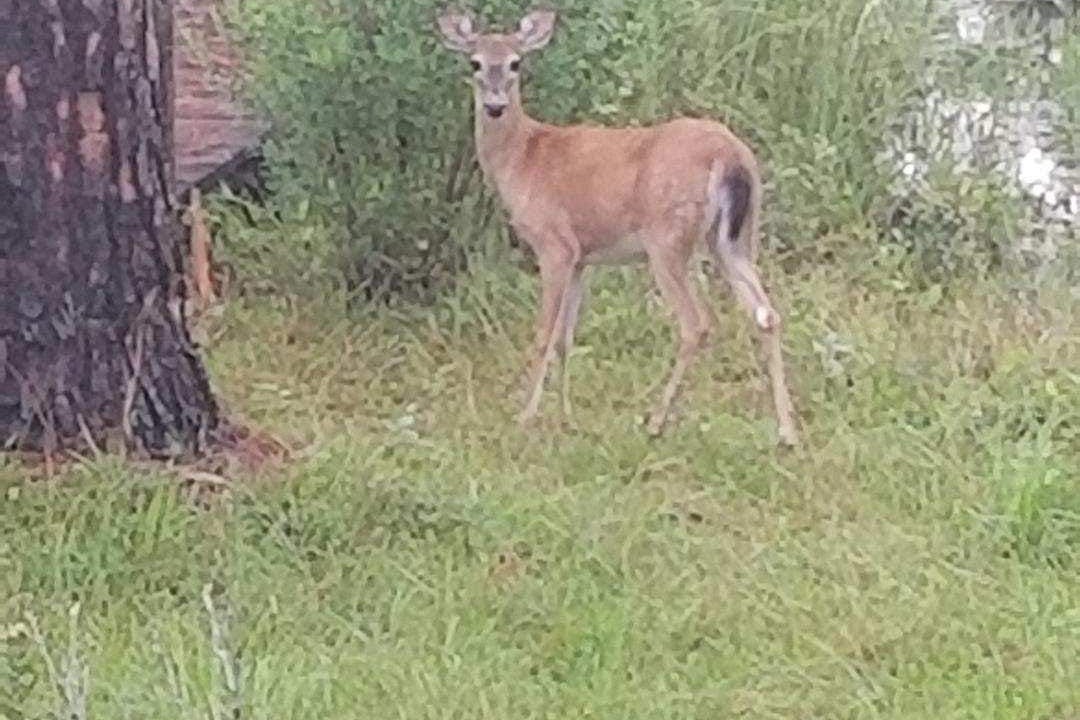 Photo of Outdoor in Elberta
