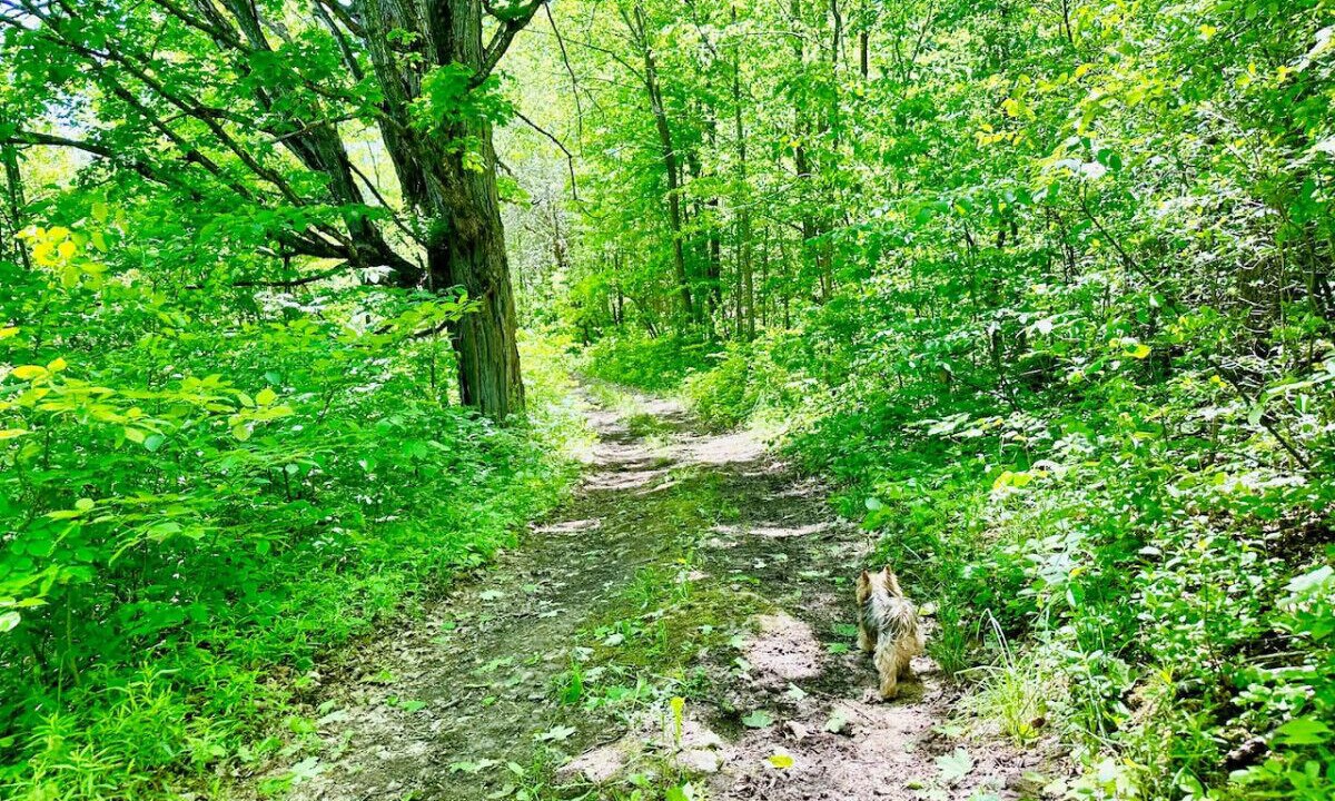 Photo of Outdoor in Grey Highlands