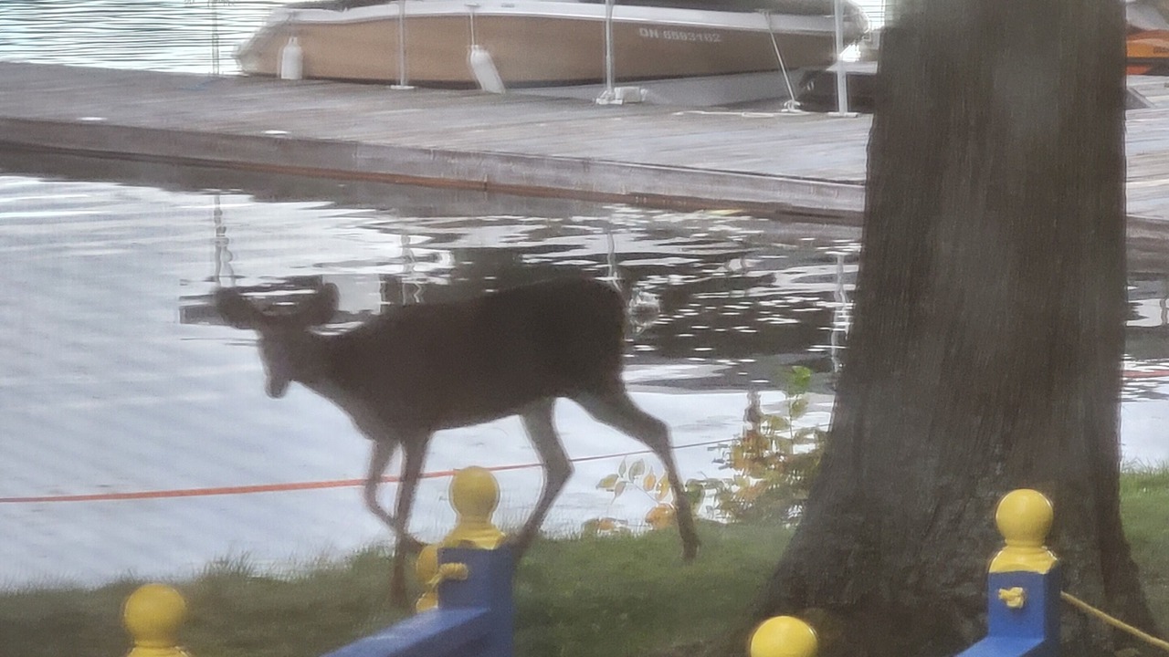 Photo of Outdoor in Muskoka Lakes